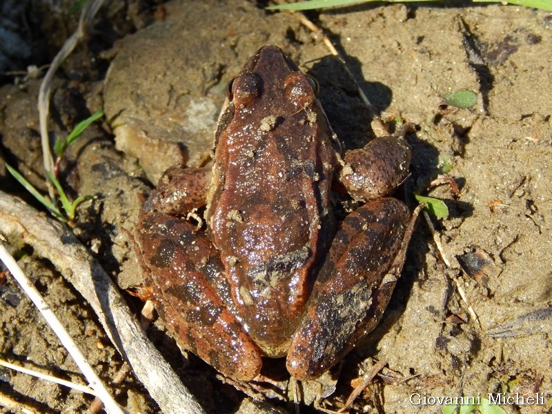 Rana da ID: Rana dalmatina, maschio